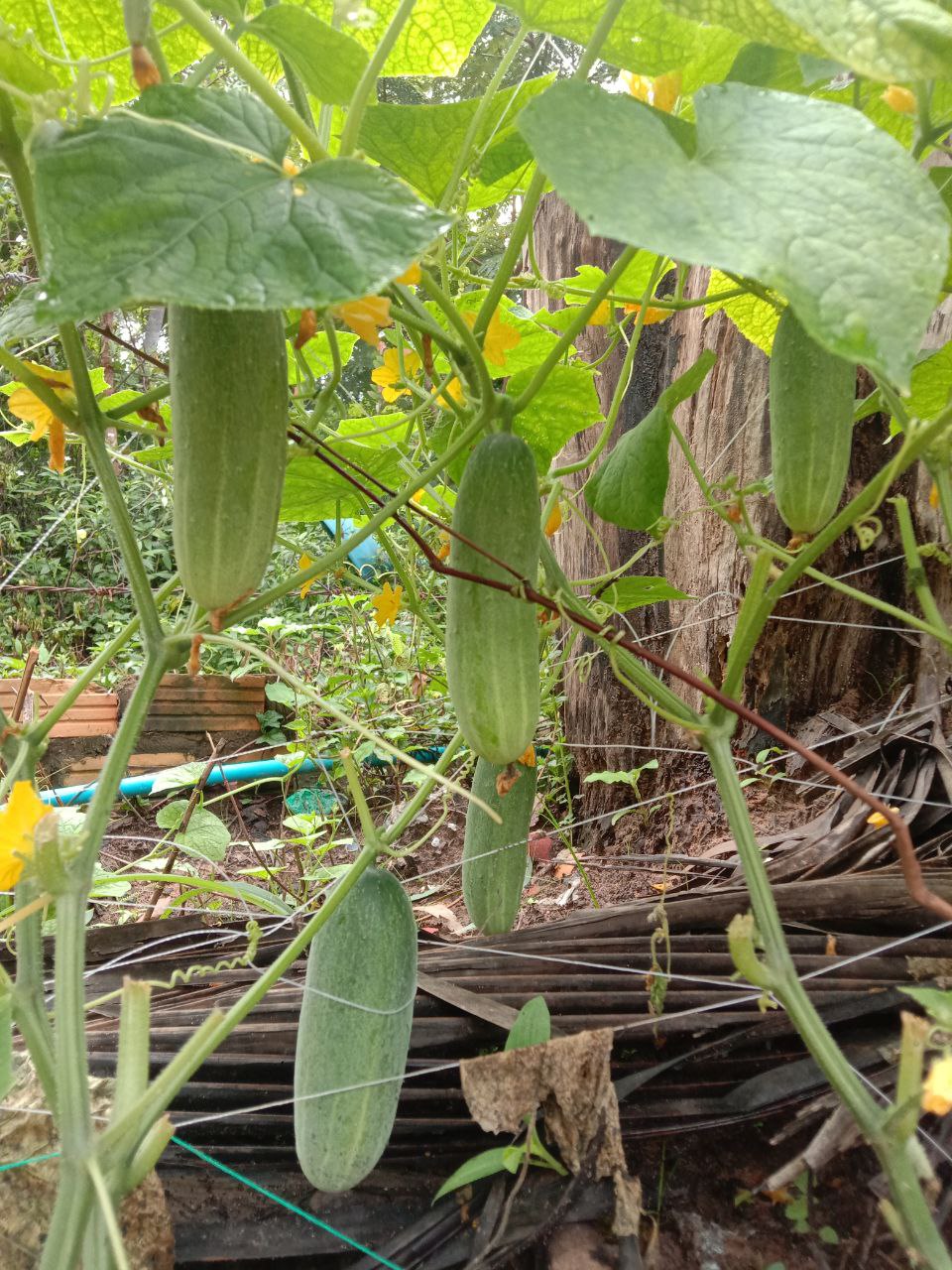 School Garden Project: Growing Vegetables, Growing Skills – photo 2