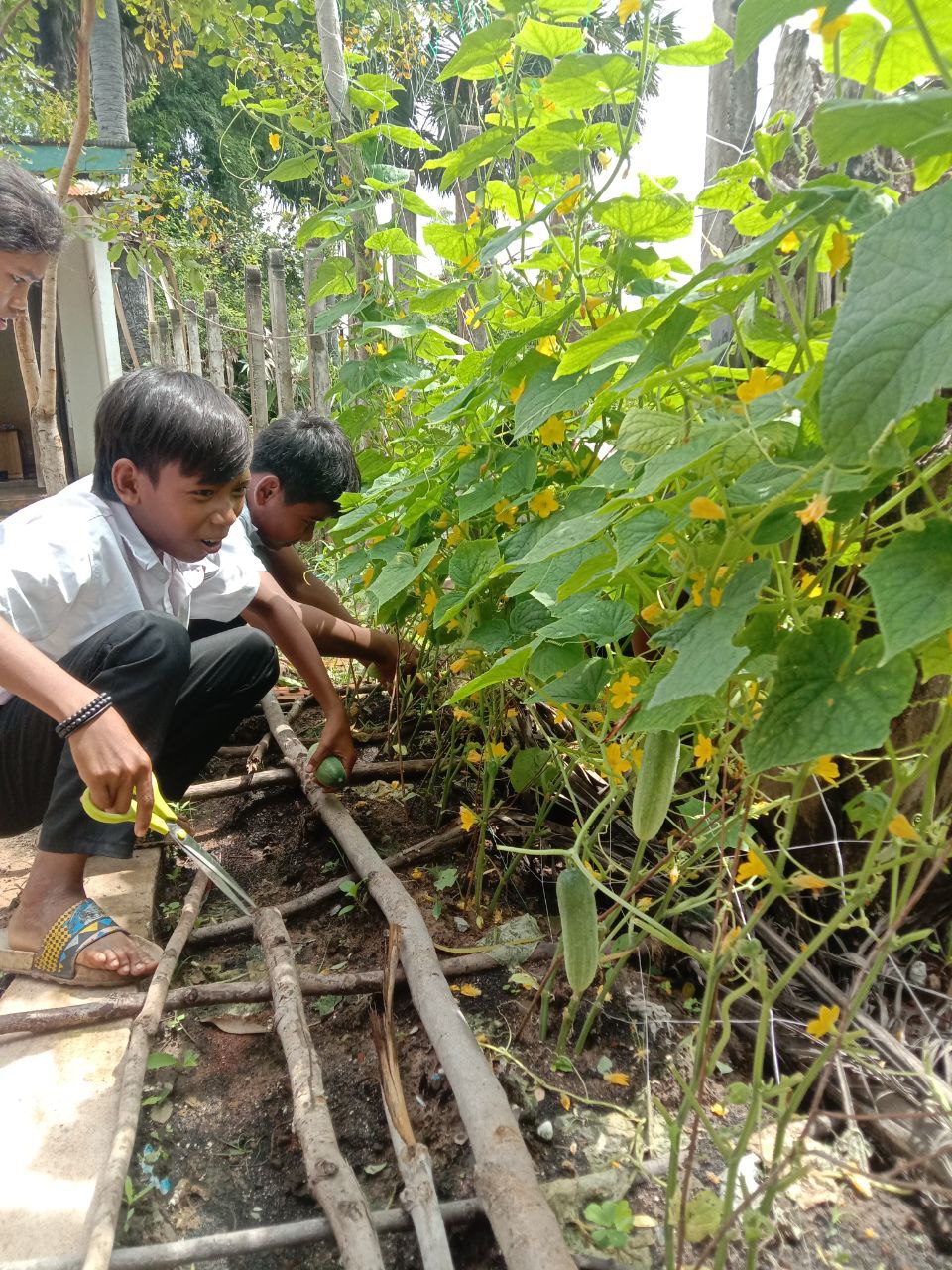 School Garden Project: Growing Vegetables, Growing Skills – photo 3