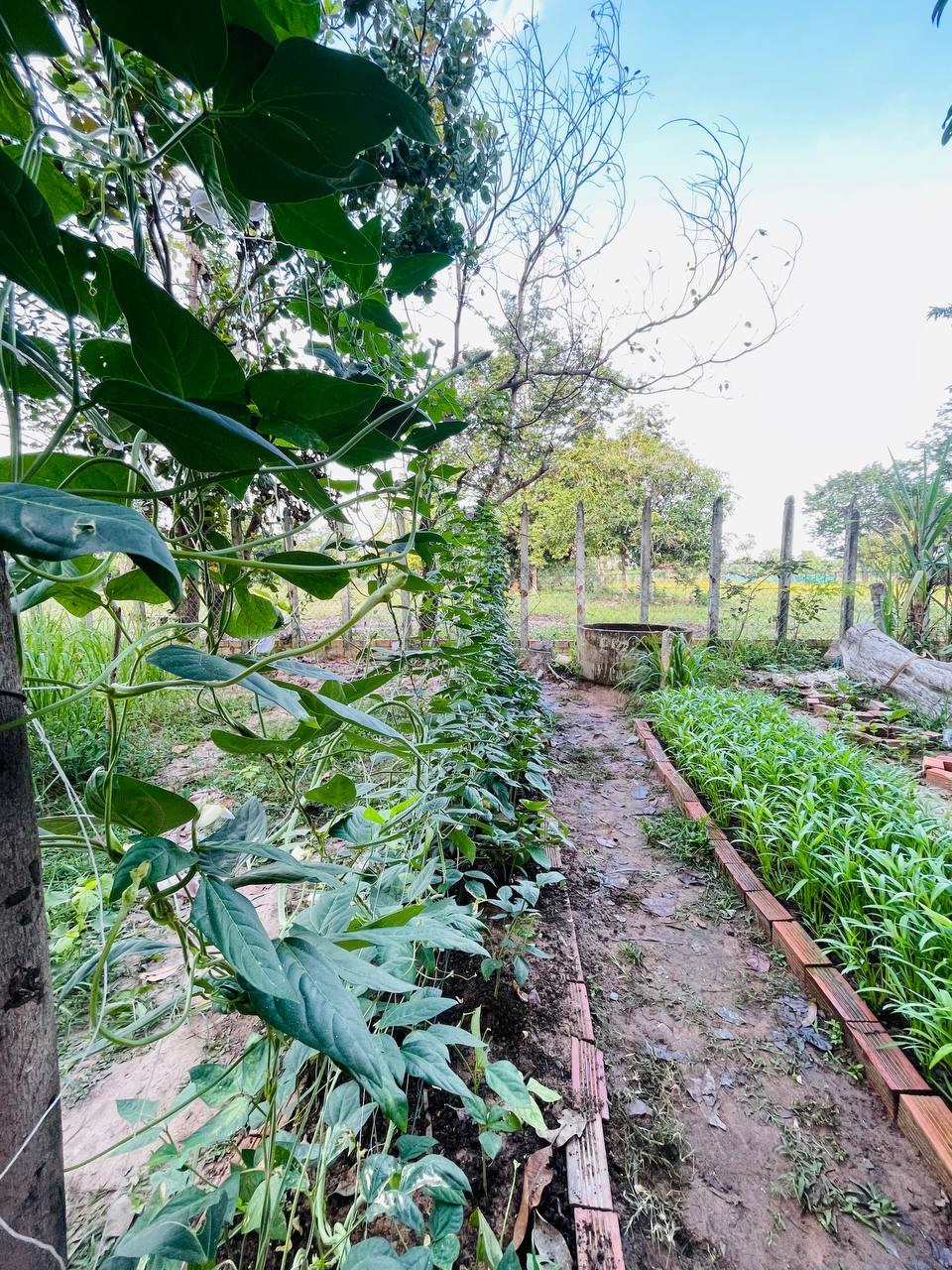 School Garden Project: Growing Vegetables, Growing Skills – photo 7
