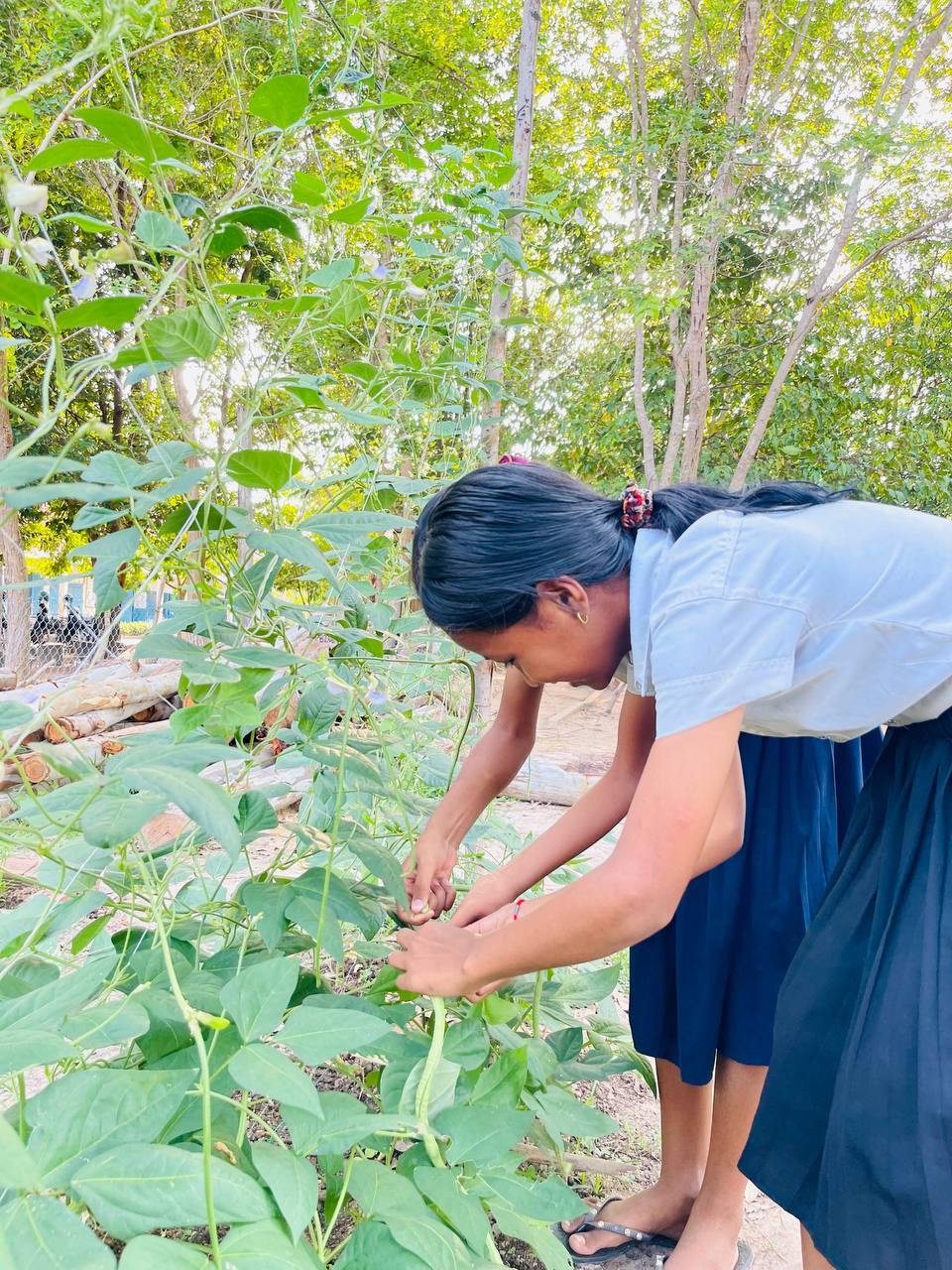 School Garden Project: Growing Vegetables, Growing Skills – photo 9