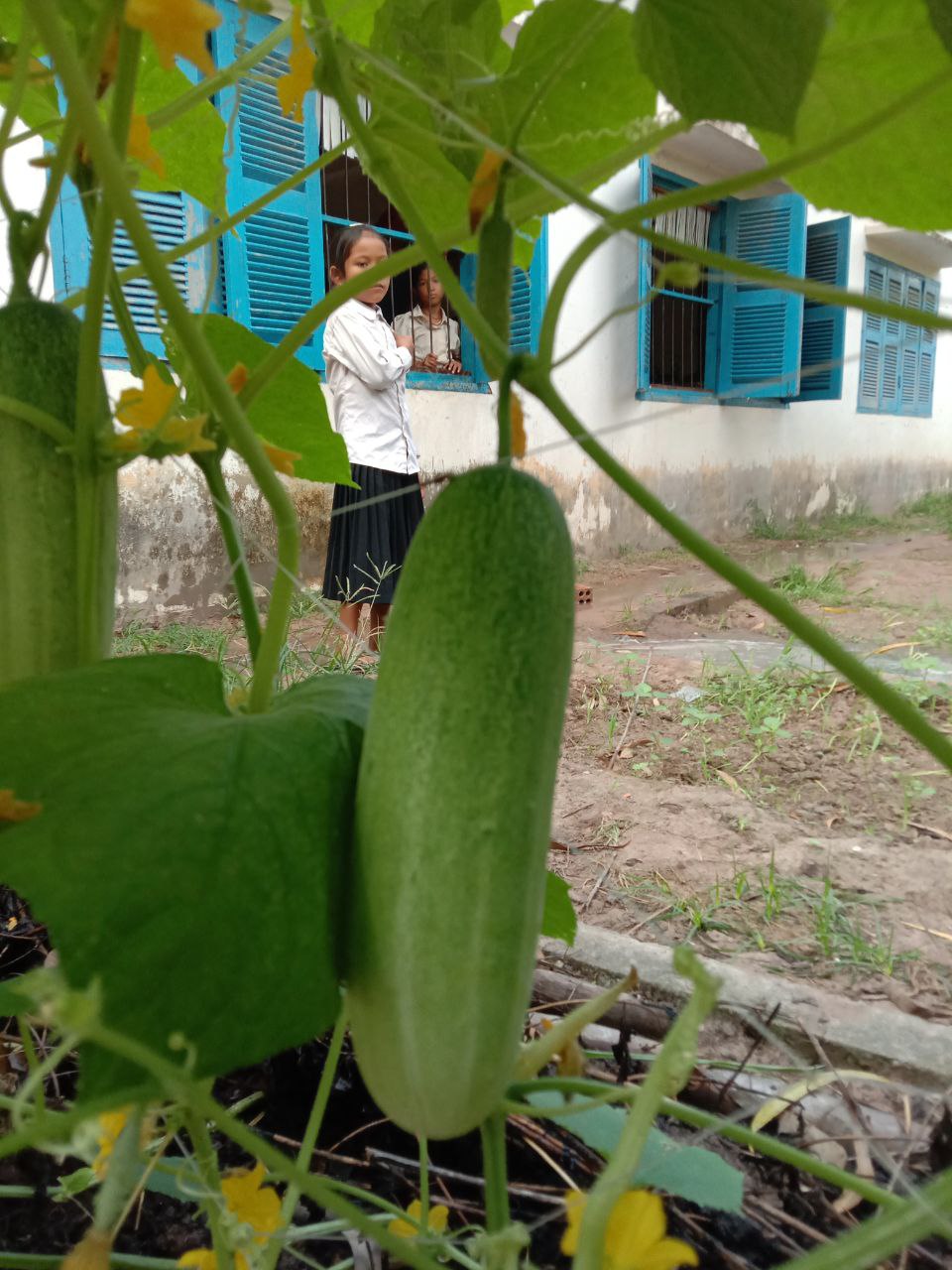 School Garden Project: Growing Vegetables, Growing Skills – photo 13