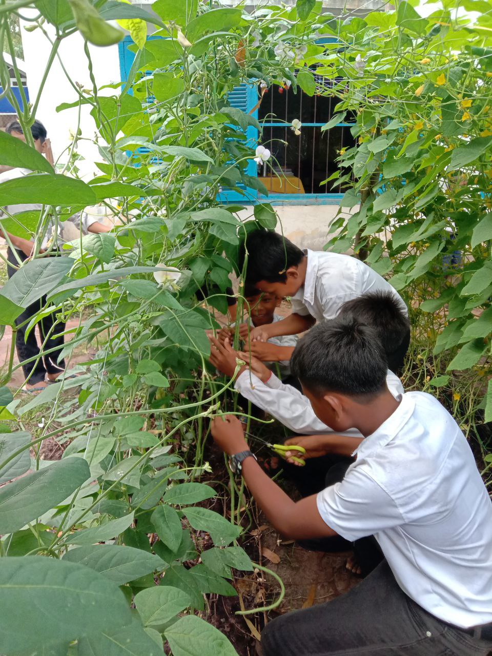 School Garden Project: Growing Vegetables, Growing Skills – photo 14