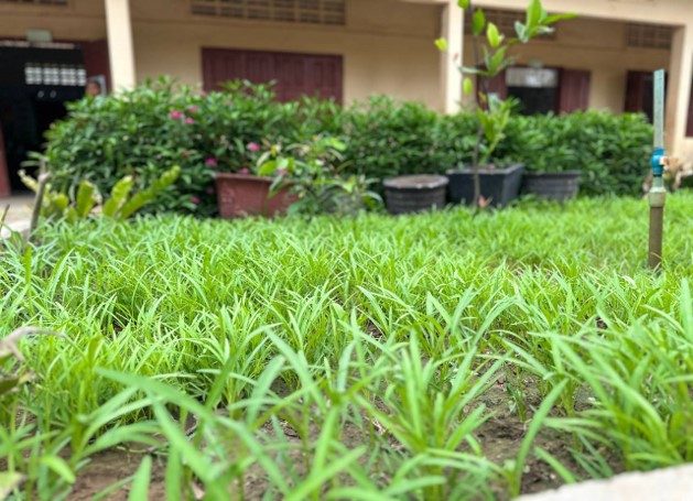 School gardens – photo 9