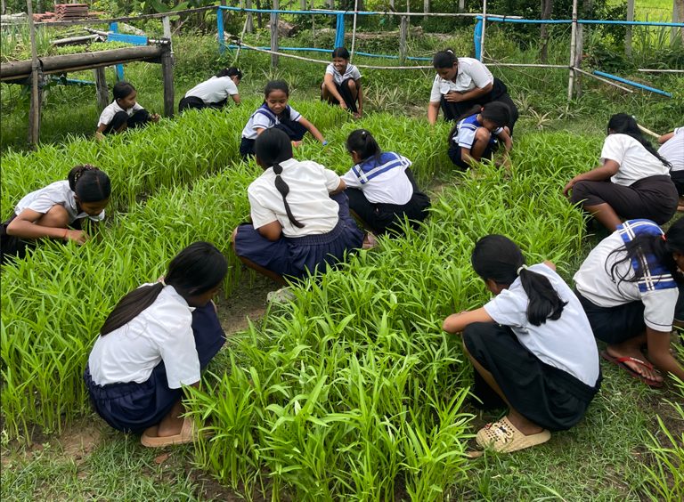 School gardens – photo 10