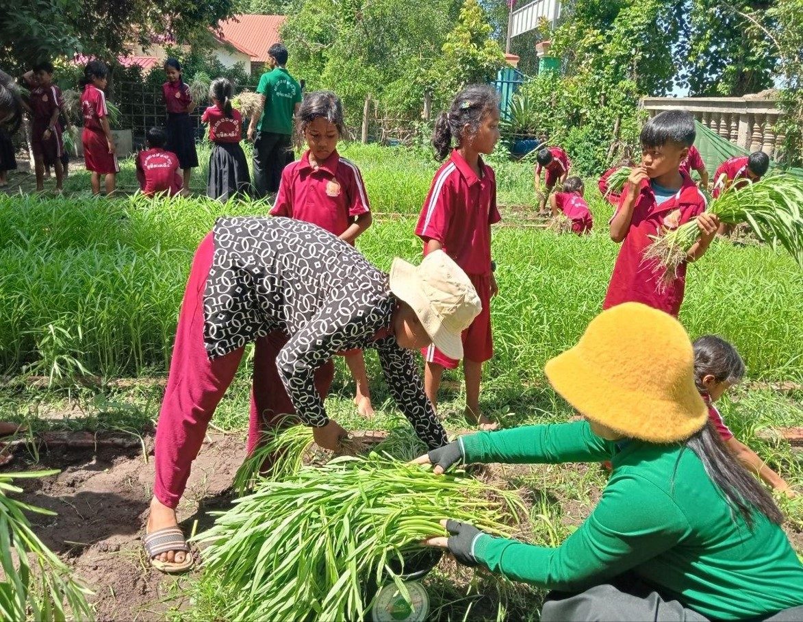 School gardens – photo 13